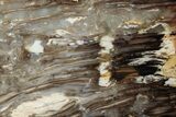 Petrified Peanut Wood Section - Australia #239739-1